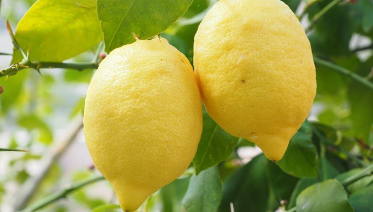 Limoni