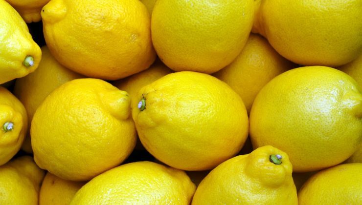 Buccia lucida del limone