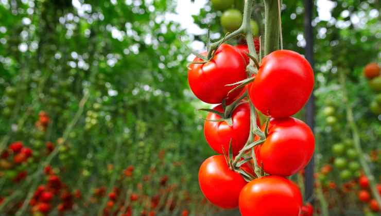 Mangiare tutti i giorni i pomodori