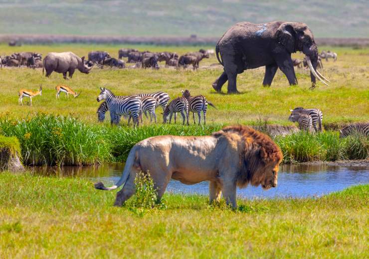 Parco Nazionale del Serengeti Tanzania