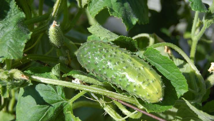 Pianta del cetriolo