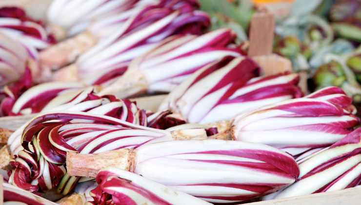 Radicchio