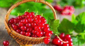 Ribes rosso: proprietà, benefici e usi culinari