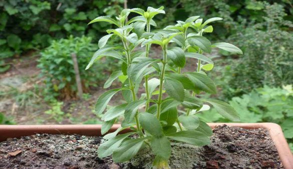 Stevia