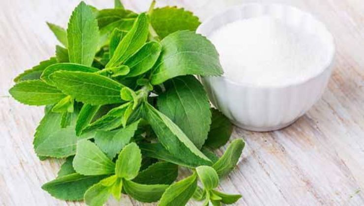 Stevia