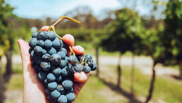 Varietà di vino potrebbe essere nociva