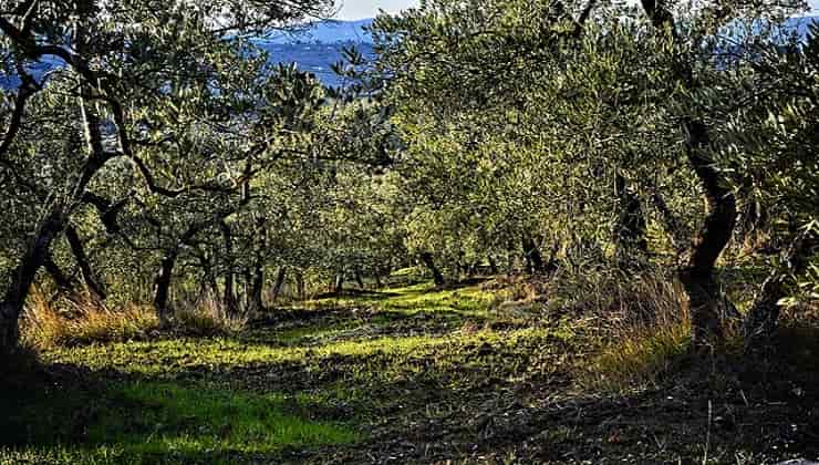 Alberi di olive