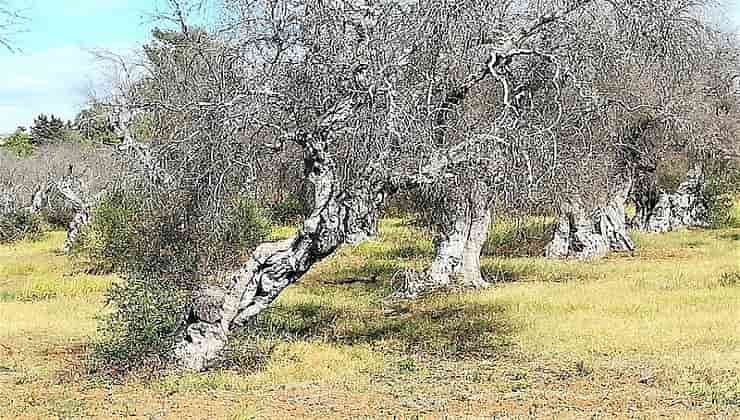 Alberi di olive