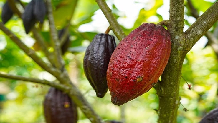 Albero di cacao