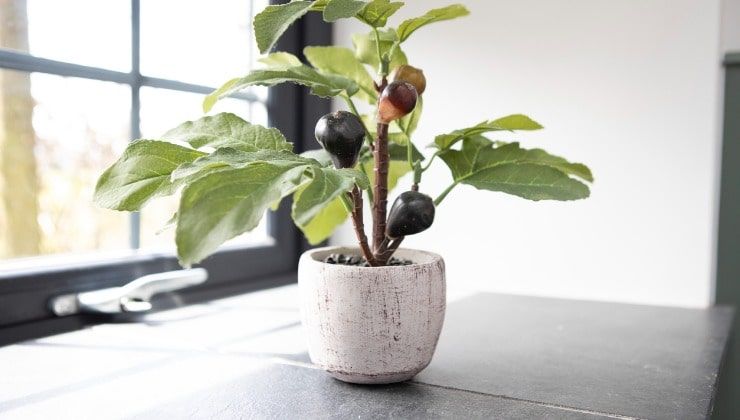 Albero di fichi in vaso