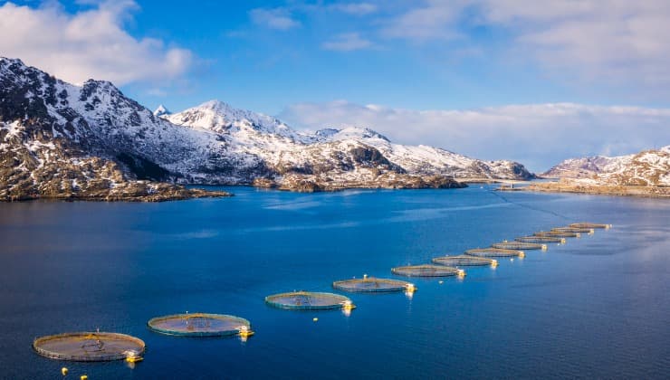 Allevamento ittico, pesce e metalli nocivi