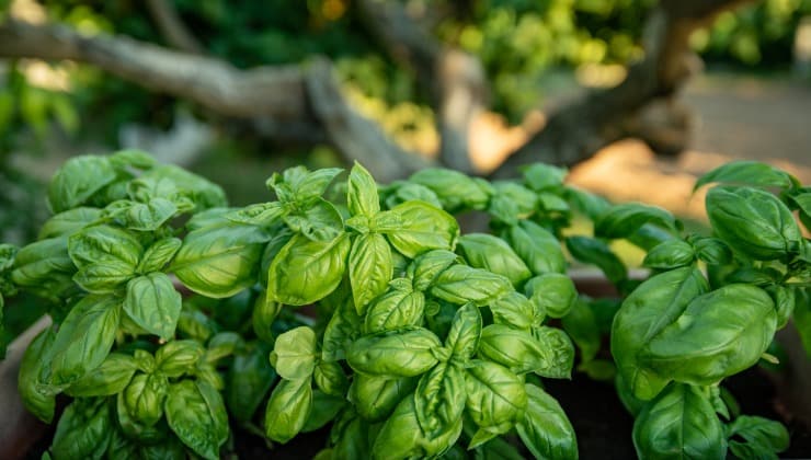 Basilico per pasta fredda alla Norma