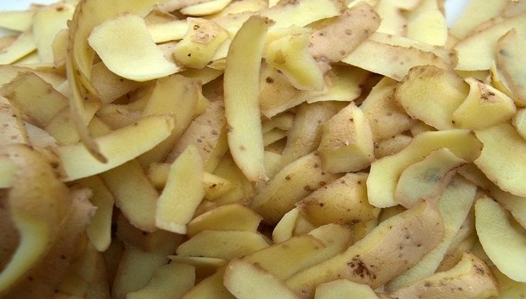 Bucce di patate per coltivare cetrioli