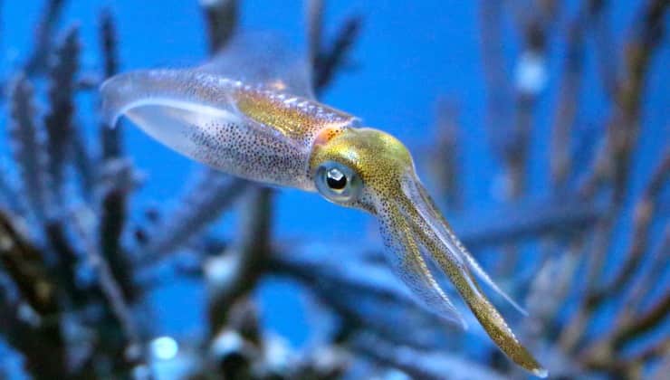 Calamari in mare