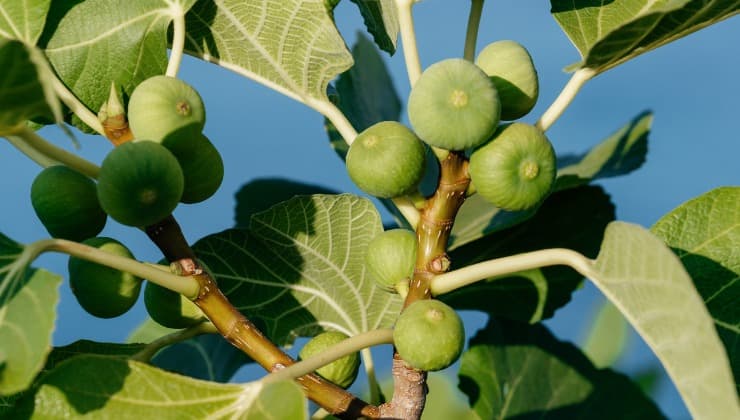 Frutto sull'albero, fico non è un frutto