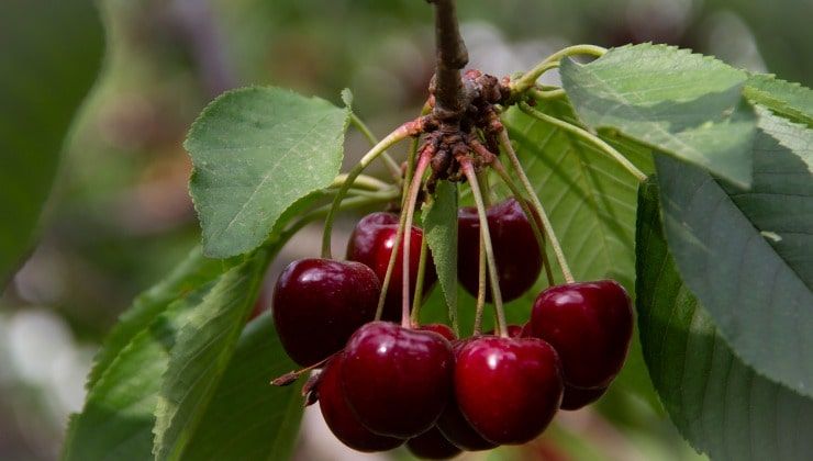 Grappolo di ciliegie sull'albero