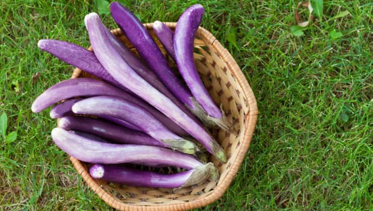 Melanzane lunghe violette