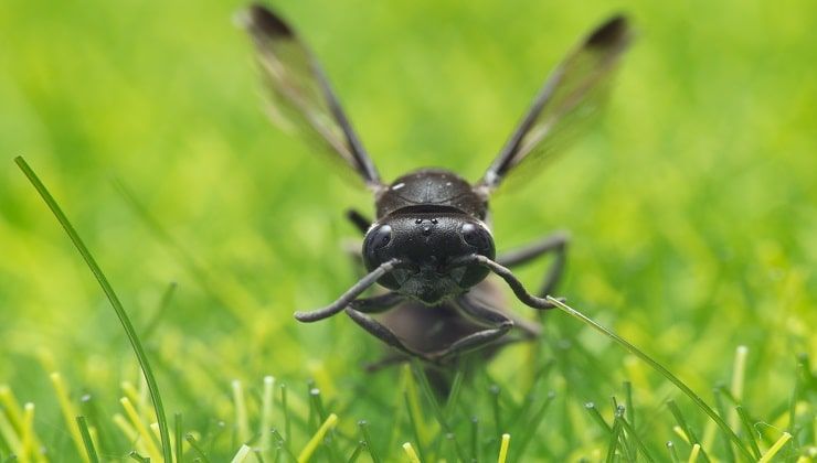 Mosca dell'olivo