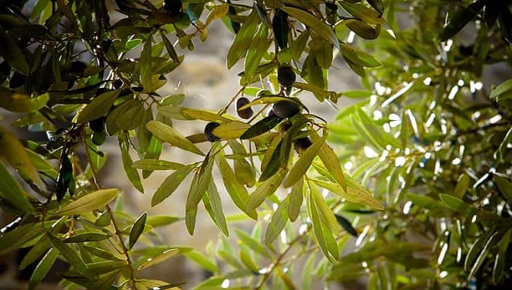 Olive, mosca dell'olivo