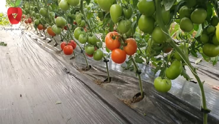 Orto con pomodori verdi e maturi