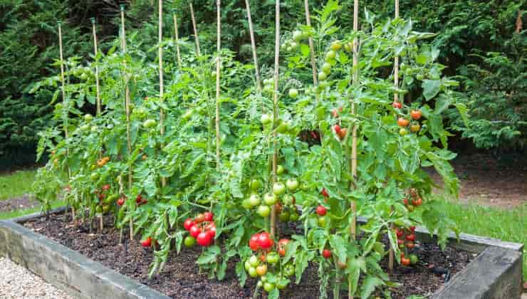 Piante di pomodoro con pomodori maturi