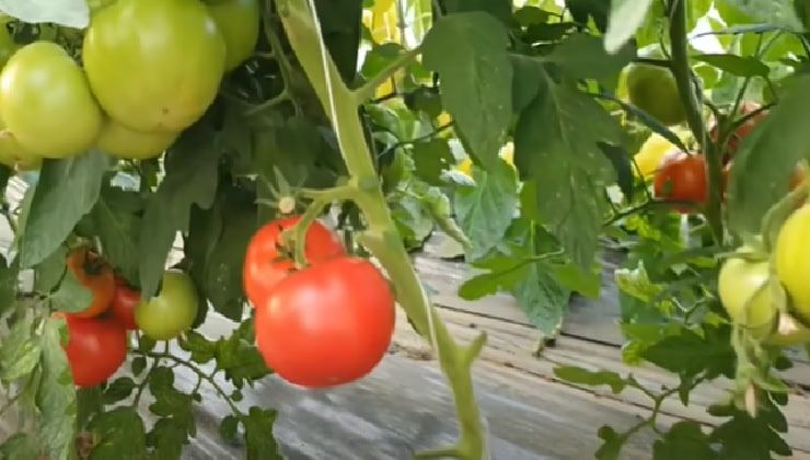 Pomodori rossi su pianta potata