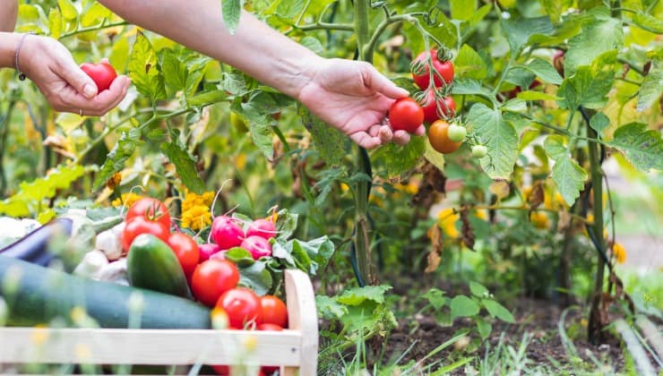 Raccolta pomodori