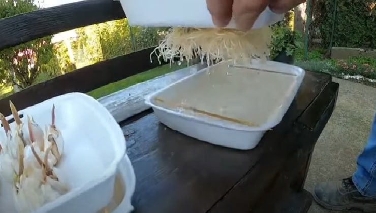 Radici, coltivare l'aglio