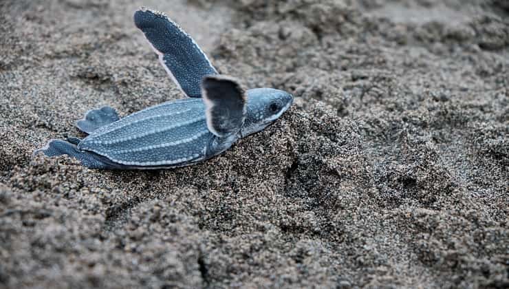 Tartarughe Caretta Caretta