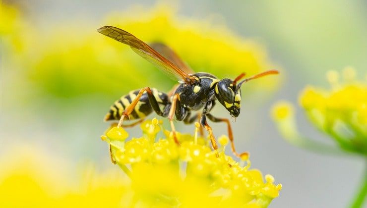 Vespa su fiore giallo