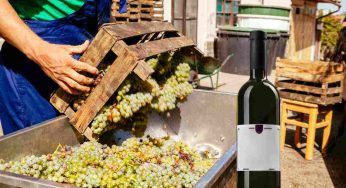 Sai quanta uva serve per fare una bottiglia di vino? Ecco le probabili stime