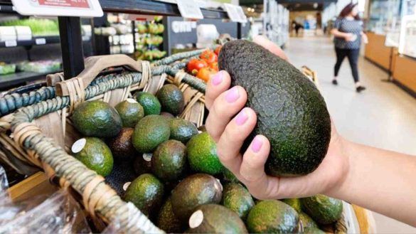 Avocado