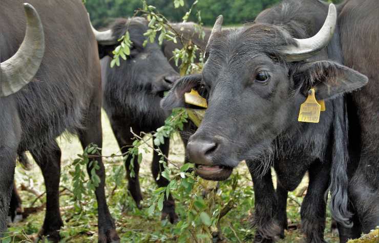Bufale di allevamento