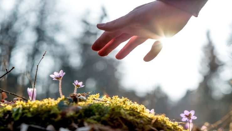 Cosa sono gli Healing Garden