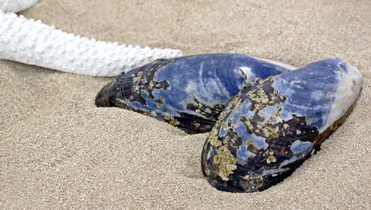 Cozze e mesi con la R