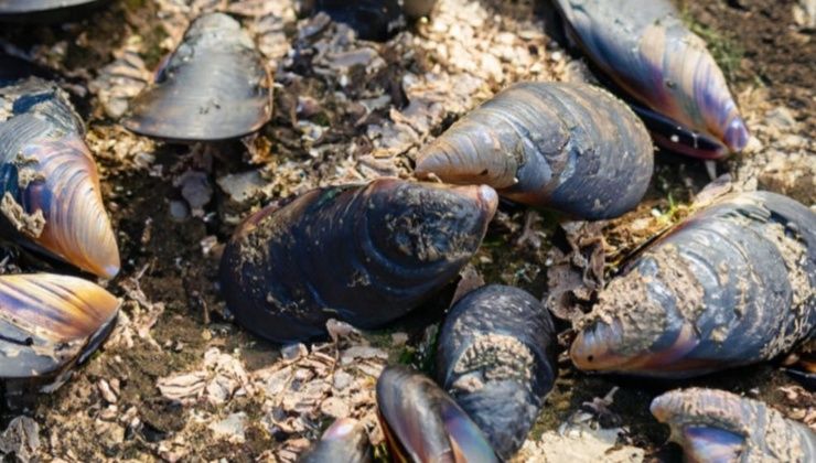 Gusci delle cozze nel terreno