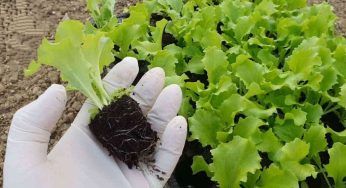 Con la tecnica degli agricoltori potrai avere l’insalata fresca tutto l’anno