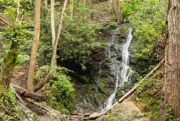 Natura delle Great Smoky Mountains