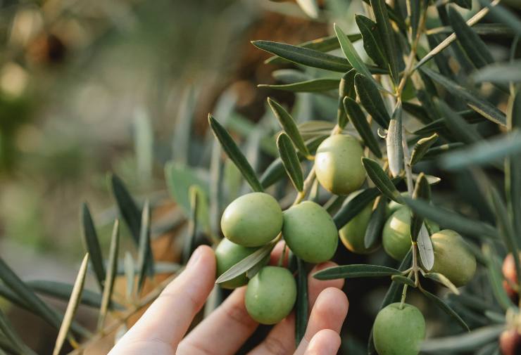 Olea europaea