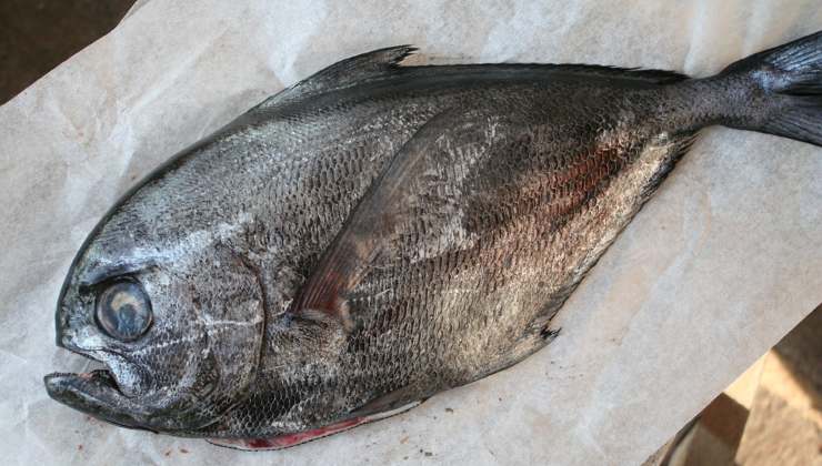 Pesce castagna