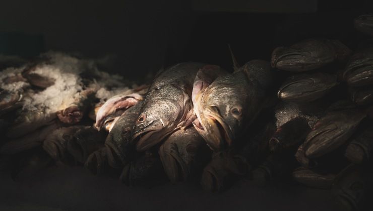 Pesce economico e ricco di proteine