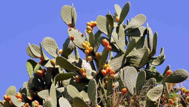 Opuntia ficus-india L.