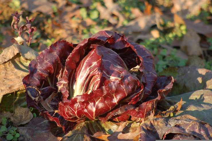 Radicchio