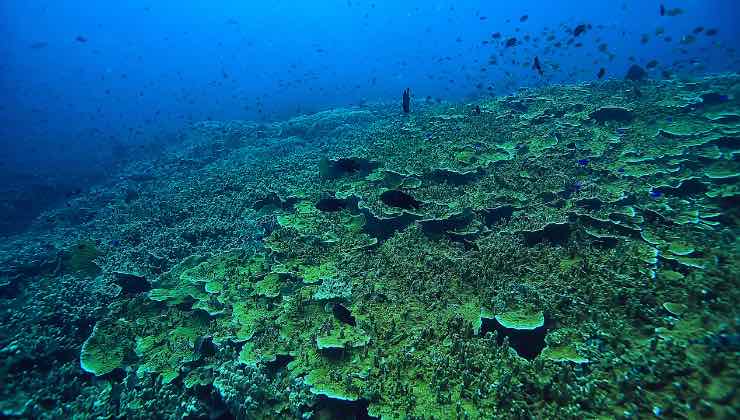Rocce ecosistema marino