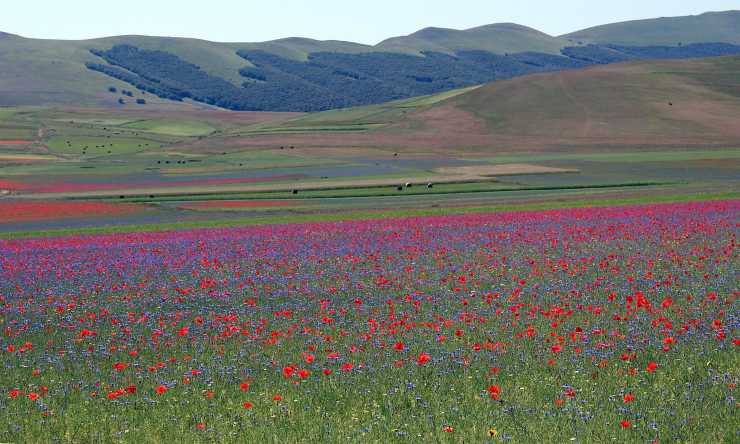 Sembra un dipinto di Monet