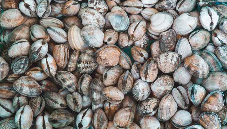 Spurga le vongole prima di cucinarle