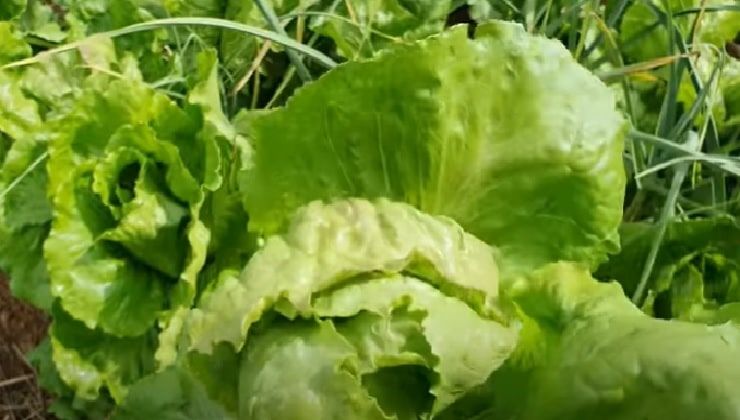 Avere l'insalata fresca. lattuga cappuccina