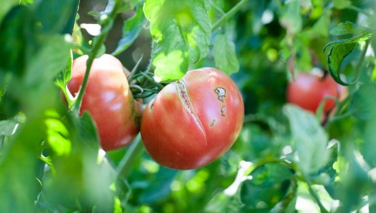 Buccia dei pomodori con spaccature