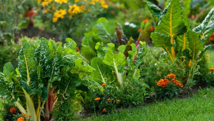 Orto e giardino