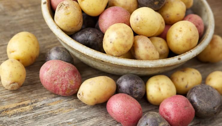 Varietà di patate multicolore